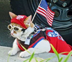 patrioticcat