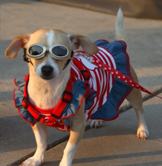 Patriotic Dog
