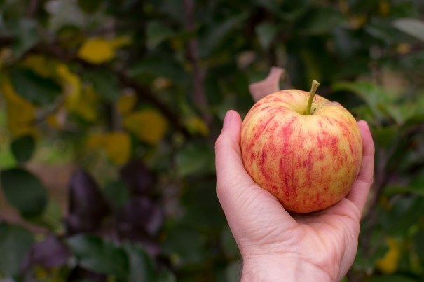 Image of Apple in Hand