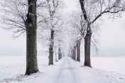 snowy pathway surrounded by bare tree